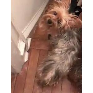 Image of Penelope, Lost Dog