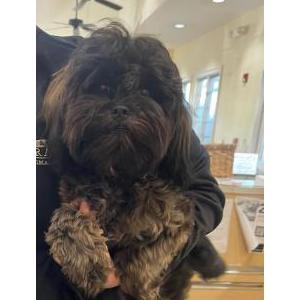 Image of Unknown, Found Dog