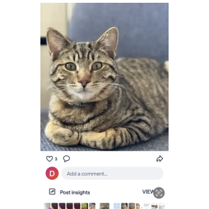 Image of Duckie, Lost Cat