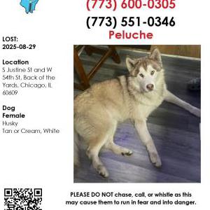 Lost Dog Peluche