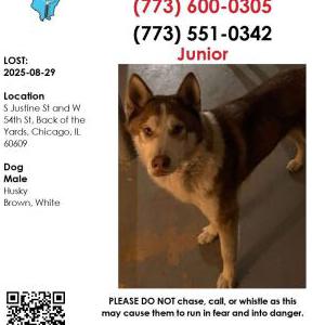 Lost Dog Junior