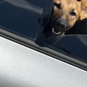 Image of Zeke, Lost Dog