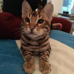 Image of Howl, Lost Cat