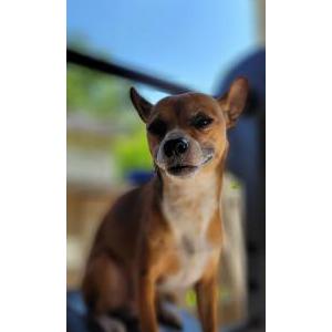 Lost Dog Arlo