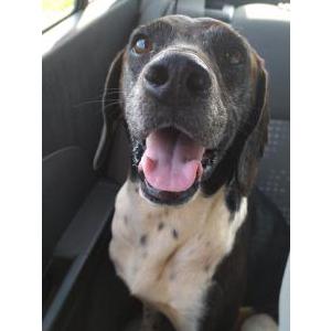 Image of Unknown, Found Dog