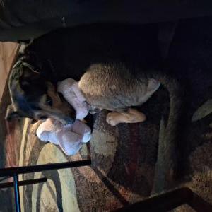 Image of Reese, Lost Dog