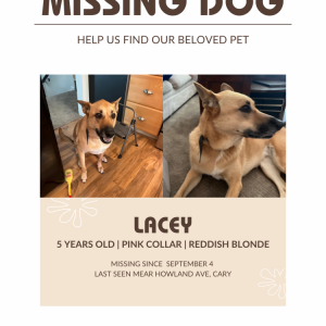 Image of Lacey, Lost Dog