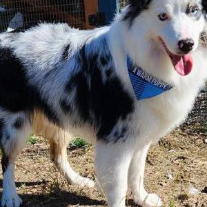 Image of Zephyr, Lost Dog