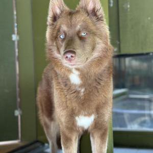 Lost Dog Seba Zimmerman