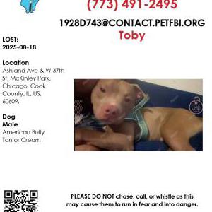 Lost Dog Toby