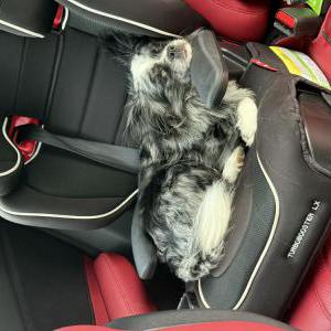 Lost Dog Jiraya / little