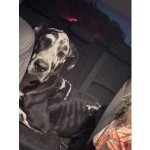 Image of Unknown, Found Dog