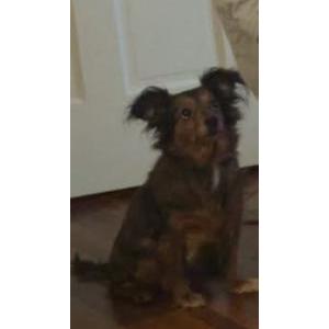 Image of Sassy, Lost Dog