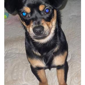 Image of Tonka, Lost Dog