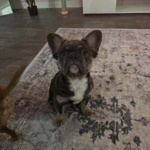 Image of Mila, Lost Dog