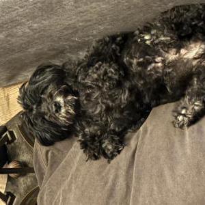 Image of Cole, Lost Dog