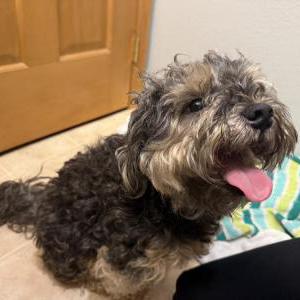 Image of Unknown/Loki, Found Dog