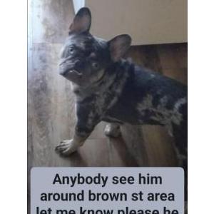 Image of Milo, Lost Dog