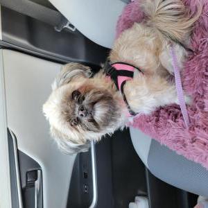 Image of Unknown, Found Dog