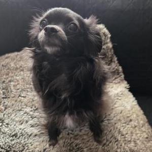 Image of Mochi, Lost Dog