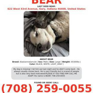 Lost Dog Bear