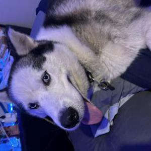 2nd Image of Bear, Lost Dog