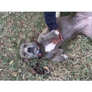 Image of Lola, Lost Dog