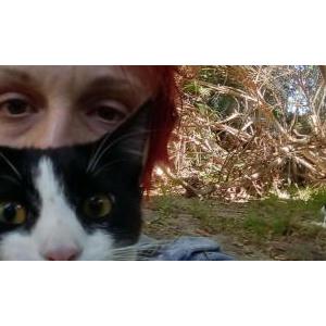 Image of Raul, Lost Cat