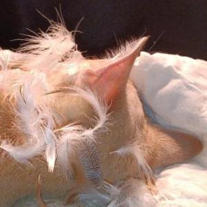 Image of Garfield, Lost Cat