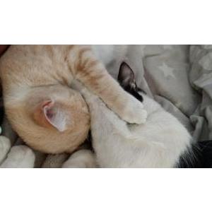 Image of Whip cream, Lost Cat