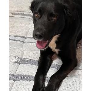 Image of Joyce, Lost Dog