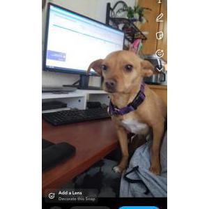 Image of Willy, Lost Dog