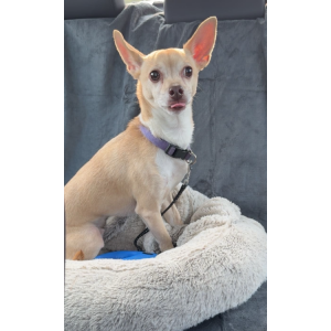 Image of Bambi, Lost Dog