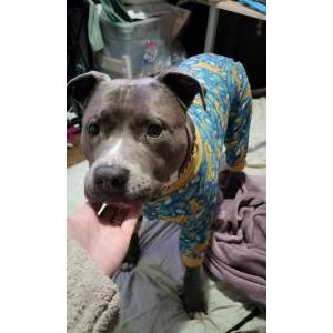 Image of Colt, Lost Dog