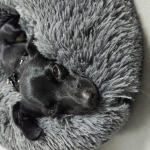Lost Dog Hope