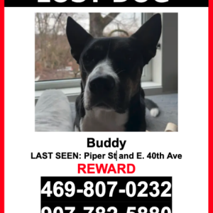 Image of Buddy, Lost Dog