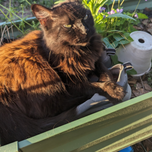 Image of Sadi, Lost Cat