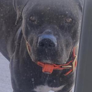 Image of Unknown, Found Dog