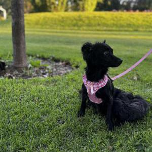 Image of Mona, Lost Dog