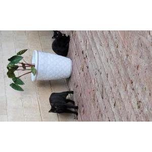 Image of PURPLE, Lost Cat