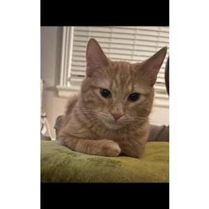 Image of Nugget/Bug, Lost Cat