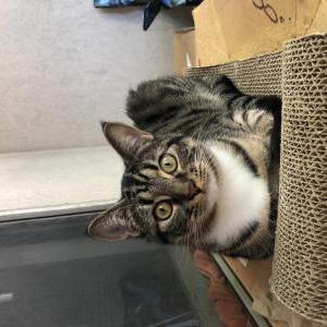 Image of Cleo, Lost Cat