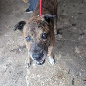 Image of Elderly female, Found Dog