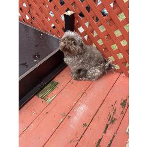 Image of Meshoe, Lost Dog