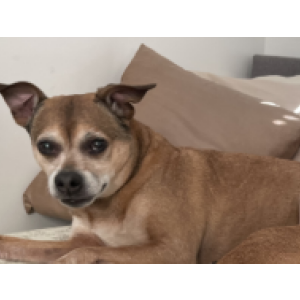 Image of WASSUP, Lost Dog