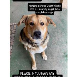 Lost Dog Drakeo