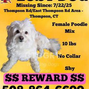 Lost Dog Lila
