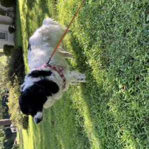 Image of Unlnown, Found Dog