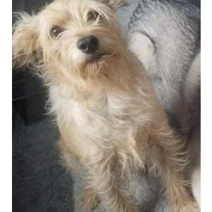 Image of Roose, Lost Dog