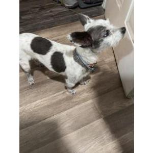 Lost Dog Oreo